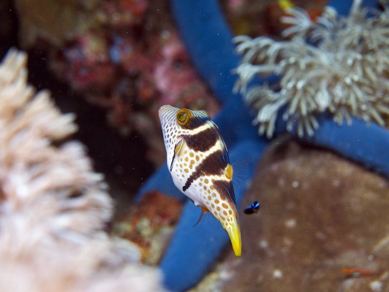Boxfish, St. Christopher Wreck